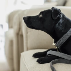 Kentucky Dogwear Hondenhalsband Wool -Nieuwe Pootjes AajpOmKS3gu5UO1Vb74wjZdvxkyh11 metaS2VudHVja3ktRG9nd2Vhci1Ib25kZW5oYWxzYmFuZC1Xb29sLWdyaWpzLWRldGFpbC5wbmc