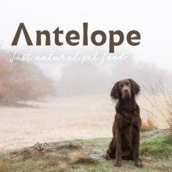 Antelope Fresh Puppy Hondenvoer -Nieuwe Pootjes WUQjw8cVwP9WoWT94oVCVDPcKS586H metaQW50ZWxvcGUtc2ZlZXJiZWVsZC5qcGc