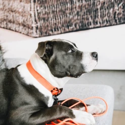 Kentucky Dogwear Sleeplijn Soft Rubber -Nieuwe Pootjes Z7hJO4U8M4yO4VCMyrYAsUNetjfxHP metaS2VudHVja3ktRG9nd2Vhci1TbGVlcGxpam4tU29mdC1SdWJiZXItb3JhbmdlLXNmZWVyLTMucG5n