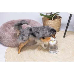 Beeztees Brain Game Delicious -Nieuwe Pootjes beeztees brain game delicious 221762 2000 none