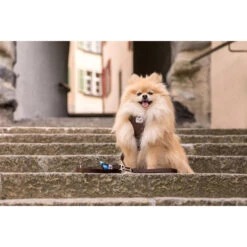 Curli Adjustable Leash Nylon 26 Curli Adjustable Leash Nylon -Nieuwe Pootjes curli adjustable leash nylon 219396 2000 none