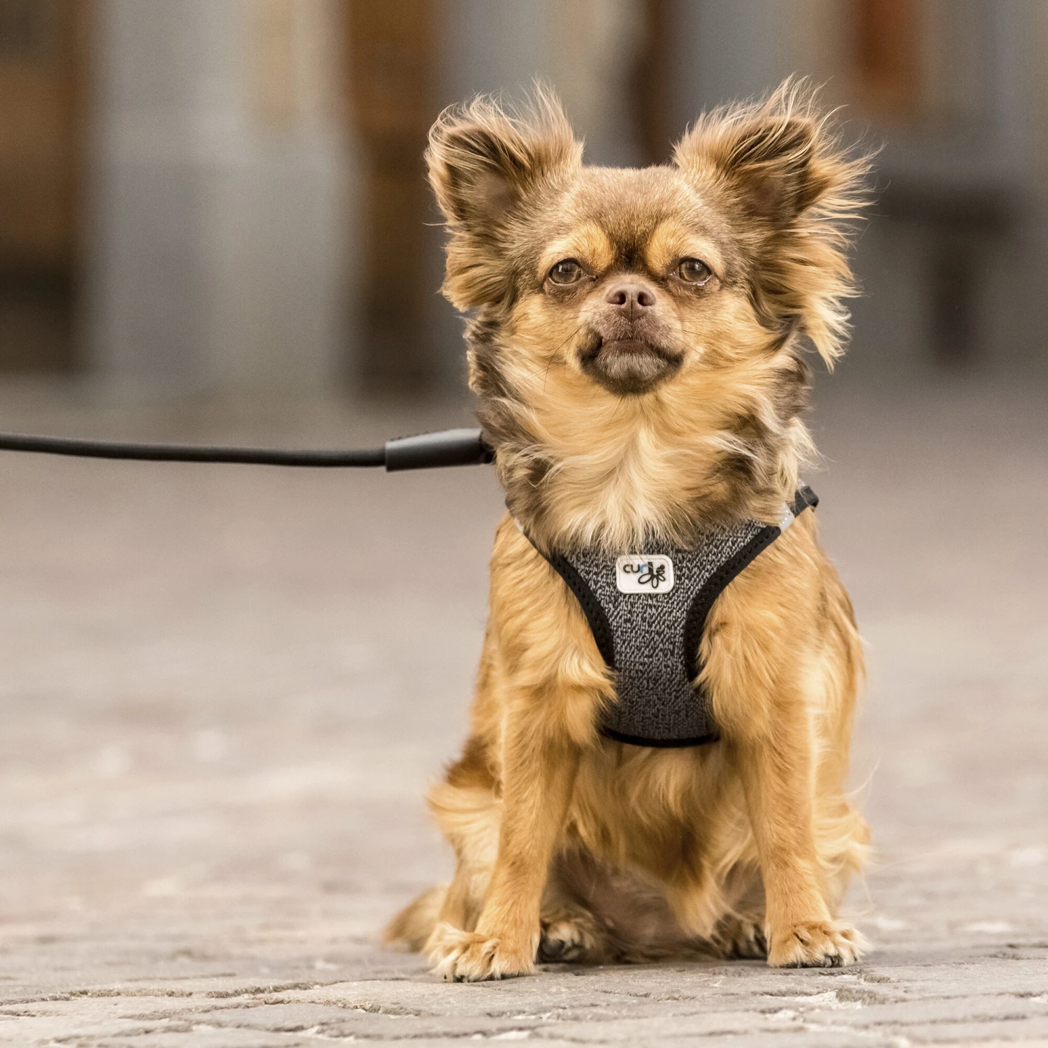 Curli Vest Harness Merino 10 Curli Vest Harness Merino - Afbeelding 8