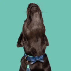 DWAM Halsband Buster 22 DWAM Halsband Buster -Nieuwe Pootjes dwam buster halsband 186301 1000 none