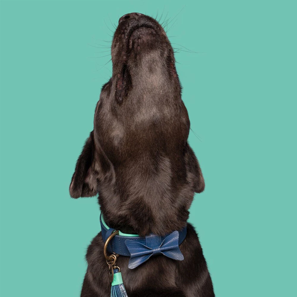 DWAM Halsband Buster 11 DWAM Halsband Buster - Afbeelding 9