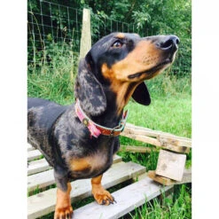 DWAM Halsband Boho Rosa -Nieuwe Pootjes dwam halsband boho rosa 132071 1000 none