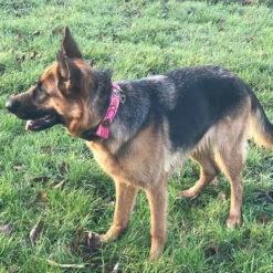 DWAM Halsband Boho Rosa -Nieuwe Pootjes dwam halsband boho rosa 133652 2000 none