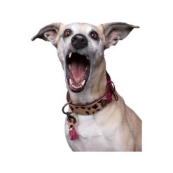 DWAM Halsband Lou Lou 20 DWAM Halsband Lou Lou -Nieuwe Pootjes dwam halsband lou lou 182182 1000 none