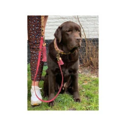 DWAM Halsband Lou Lou 21 DWAM Halsband Lou Lou -Nieuwe Pootjes dwam halsband lou lou 182185 1000 none