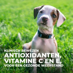 Hill's Science Plan - Large Puppy -Nieuwe Pootjes hills science plan puppy large chicken 218506 0500 none