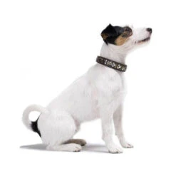 Hunter Halsband Arizona -Nieuwe Pootjes hunter halsband arizona 116187 0500 none