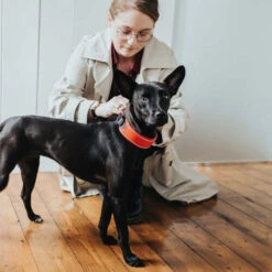 Hunter Halsband Divo -Nieuwe Pootjes hunter halsband divo 208013 0500 none