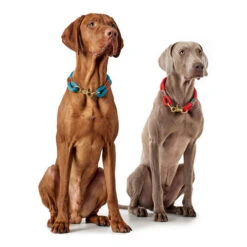 Hunter Halsband Oss 36 Hunter Halsband Oss -Nieuwe Pootjes hunter halsband oss 146099 0500 none