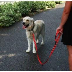 KONG Adjustable Leash -Nieuwe Pootjes kong adjustable leash zwart 176938 2000 none