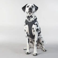 PAIKKA Visibility Harness 37 PAIKKA Visibility Harness -Nieuwe Pootjes paikka visibility harness 217809 2000 none