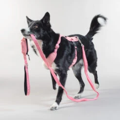 PAIKKA Visibility Leash -Nieuwe Pootjes paikka visibility leash 217818 2000 none