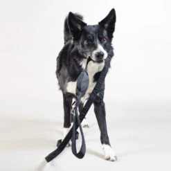 PAIKKA Visibility Leash -Nieuwe Pootjes paikka visibility leash 217819 2000 none