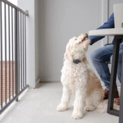 PetSafe Anti-Blafhalsband -Nieuwe Pootjes petsafe anti blafhalsband 208109 0500 none