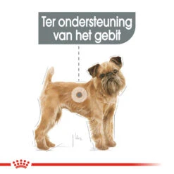 Royal Canin Mini Dental Care - Hondenvoer -Nieuwe Pootjes royal canin mini dental care hondenvoer 130991 1000 none