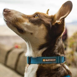 Ruffwear Hi & Light Collar -Nieuwe Pootjes ruffwear hi light collar 194264 1000 none
