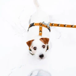 Woolly Wolf Sea To Summit Hondenriem -Nieuwe Pootjes woolly wolf sea to summit hondenriem 194837 1000 none