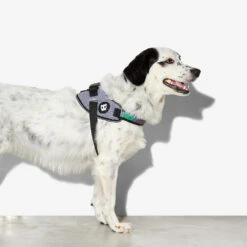 Zee.Dog FlyHarness Hondentuigje -Nieuwe Pootjes zeedog flyharness hondentuigje 221592 1000 none