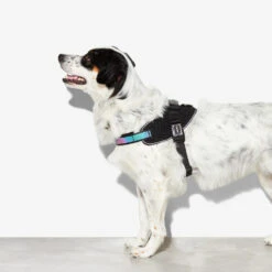 Zee.Dog FlyHarness Hondentuigje -Nieuwe Pootjes zeedog flyharness hondentuigje 221595 1000 none