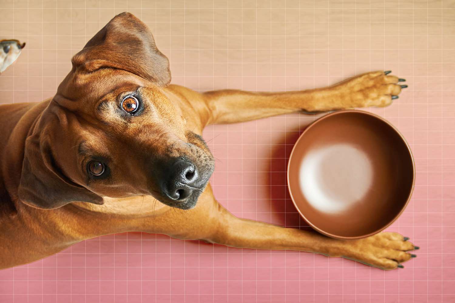 Nieuwe Pootjes -Nieuwe Pootjes Surprising Best and Worst People Foods for Dogs According to a Vet 7f85ee4f0f7c4ea88abe1c7144c3a406